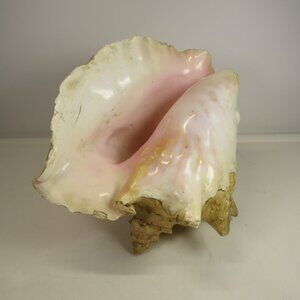 Large Real Conch Sea Shell 9x8" 6" tall has some chips Warm Tan